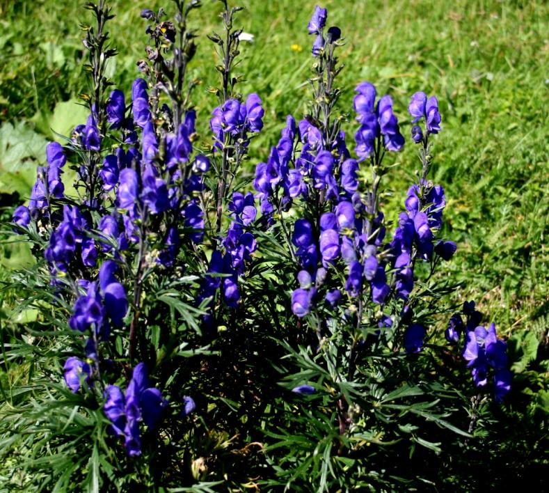 Aconitum Napellus